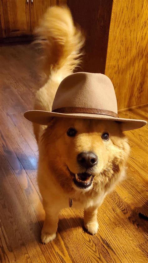 Psbattle Dog With A Hat On Its Head Rphotoshopbattles