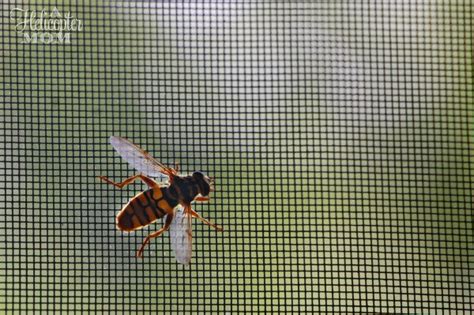 They don't see or think that well, believe me, so they will never think to follow the board. How to Get Rid of Wasps and Hornets - A Helicopter Mom