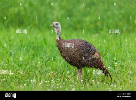 Hen Wild Turkey Walking In A Northern Wisconsin Field Stock Photo Alamy