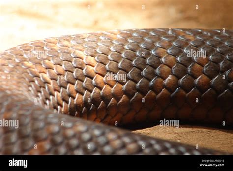 Eastern Tiger Snake Notechis Scutatus Stock Photo Alamy