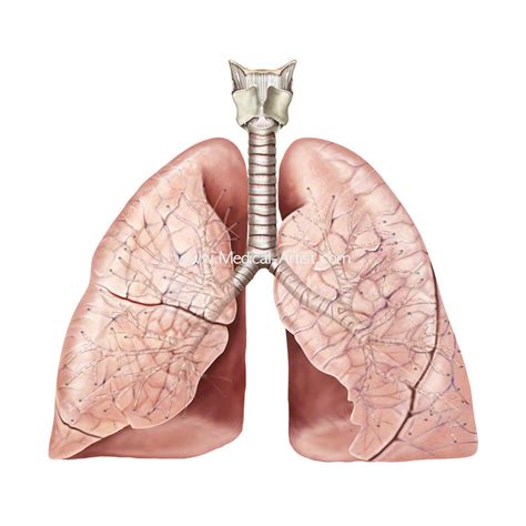 Human Lungs Anatomy