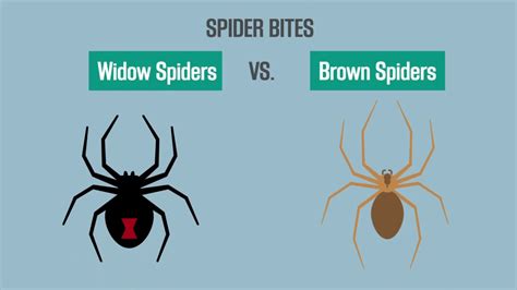 Spider Bites Black Widow Vs Brown Recluse Youtube