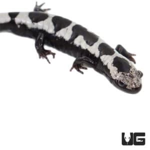 Marbled Salamanders Ambystoma Opacum For Sale Underground Reptiles
