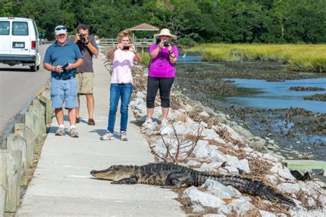 Crowd Watching Alligator Crossing The Road Huntington Beach State Park