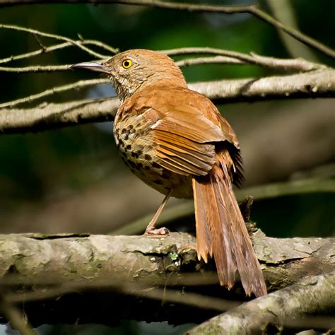 Brown Thrasher Common Bird Species Of Richmond National Battlefield