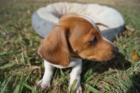 Find the perfect miniature dachshund puppy for sale in florida, fl at puppyfind.com. Miniature Dapple Dachshund Puppies For Sale | Sandton Dogs ...