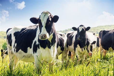 helping dairy farmers raise healthy cows mirage news