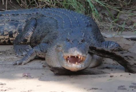 How To Avoid Saltwater Crocodile Attacks In The Great Barrier Reef