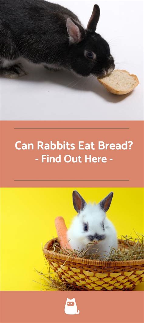 Can Rabbits Eat Bread Rabbit Eating Rabbit Rabbit Care