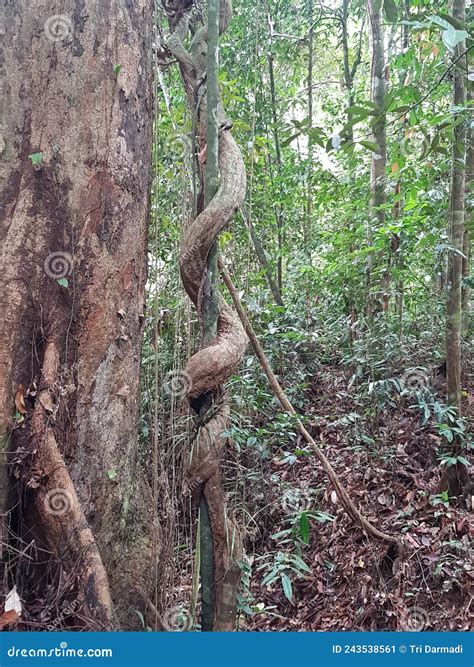 Kalimantan Forest Stock Image Image Of Wilderness Woodland 243538561