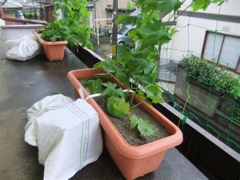 Oct 09, 2020 · 台風通過後の自分でできるチェックポイント. 松阪市議会議員★山本節:緑のカーテンプランター 台風対策