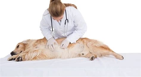 Maagzweer Bij Honden Oorzaken Symptomen En Behandeling Stichting My