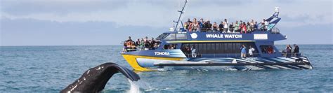 Whale watching Kaikoura | Hotel 115 | Hotel 115