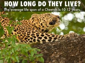 Wildlife parks in africa help protect some of the cheetahs as their habitat shrinks. captive propagation at zoos will play an important role for keeping cheetahs in the world. CHEETAHS by jerryangel27