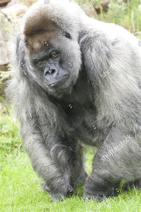 Longleat Safari Park Nico Silverback Gorilla Editorial Stock Photo