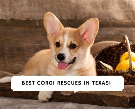 5 Best Corgi Rescues In Texas 2023 We Love Doodles