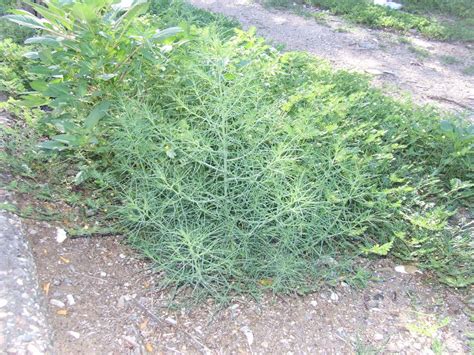 In most such species, the tumbleweed is in effect the entire plant apart from the root system, but in other plants, a hollow fruit or inflorescence might detach instead. The 100 Species Challenge: #2 Tumbleweed