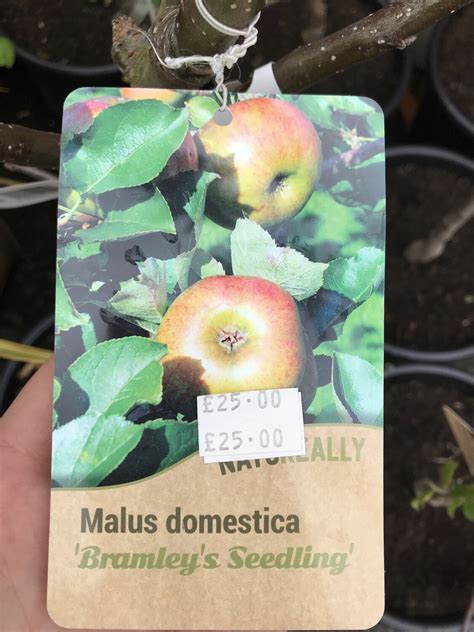 Seeds of fruit (including tomatoes) often sprout in middens and compost heaps (unless the temperatures are high enough to kill them first) most so every tree of a named variety of apple, for instance, is genetically identical to every other tree of that variety. Apple Tree - Bramley's Seedling