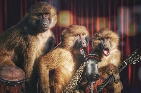 Monkeys Monkey HD Wallpaper Peakpx