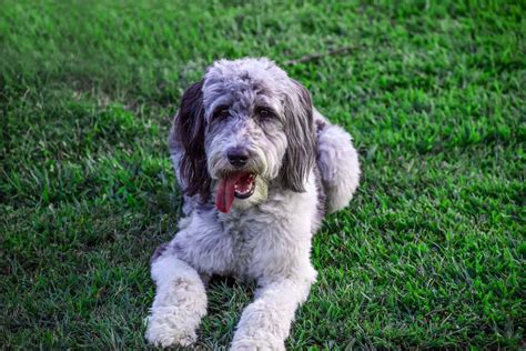 Do Aussiedoodles Shed A Groomers Guide For Beginners