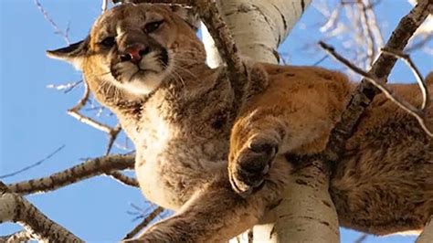 Cougar Displaying Aggressive Behaviour In Banff Euthanized By Wildlife