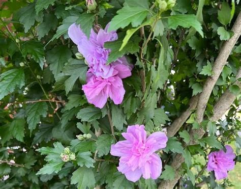 Rose Of Sharon Bush How To Grow Rose Of Sharon Bushes