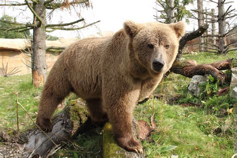 Himalayan Brown Bear Wikipedia