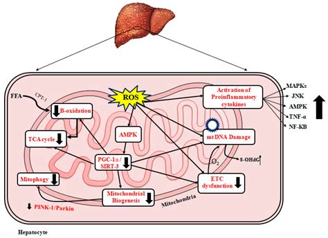 Mitochondrial Dysfunction In Nonalcoholic Fatty Liver Disease