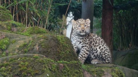 Cute Baby Amur Leopard Cubs Colchester Zoo Youtube