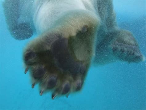 Polar Bear Foot Flickr Photo Sharing