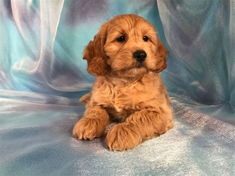 Cockapoo dogs are a cross between the american save yourself the heartbreak and deal with breeders who care. Cockapoo Puppies for Sale | Cockapoo Breeder in Iowa ...