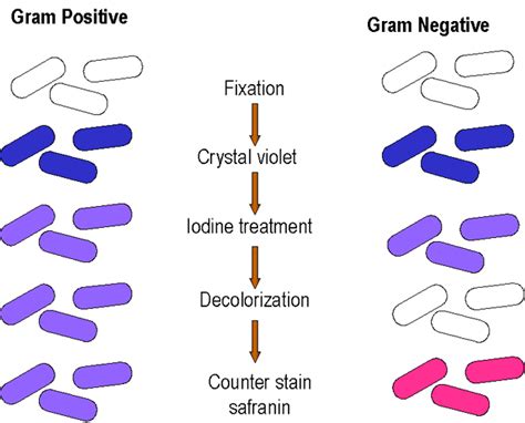 To discolor, soil, or place.; Gram stain. Causes, symptoms, treatment Gram stain