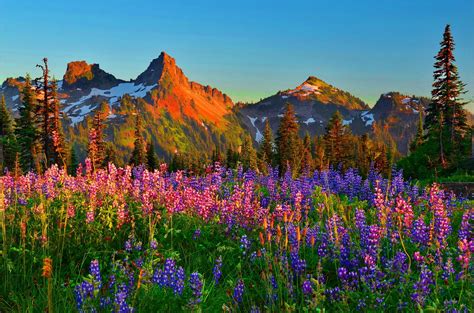 Mountain Wildflowers Fondo De Pantalla Hd Fondo De Escritorio