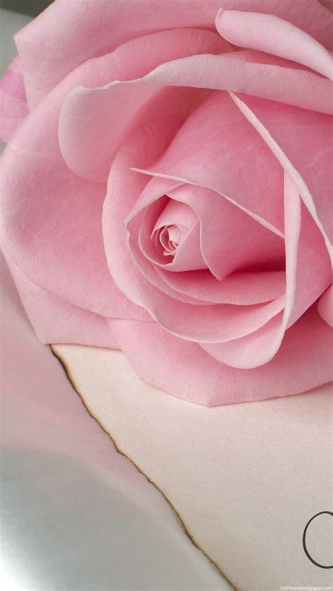 Rose Wallpaper Iphone 6 Wallpapers Hd 978yj9py 1080x1920
