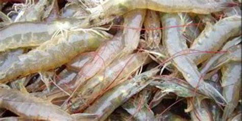 Farmed Shrimp Prices Set To Remain High