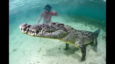 American Crocodile Encounter In Banco Chinchorro Mexico Youtube
