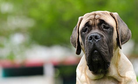 Andrea kelly has been involved in the bullmastiff breed since 1990, and specifically with rescue since 1995. Tips On How To Find An English Mastiff Rescue Near You ...