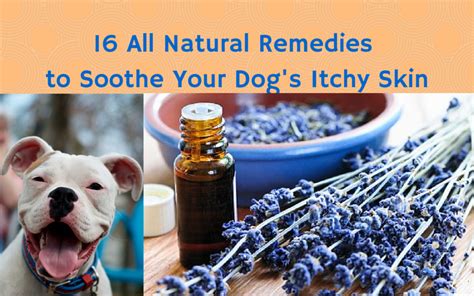 16 All Natural Remedies To Soothe Your Dogs Itchy Skin