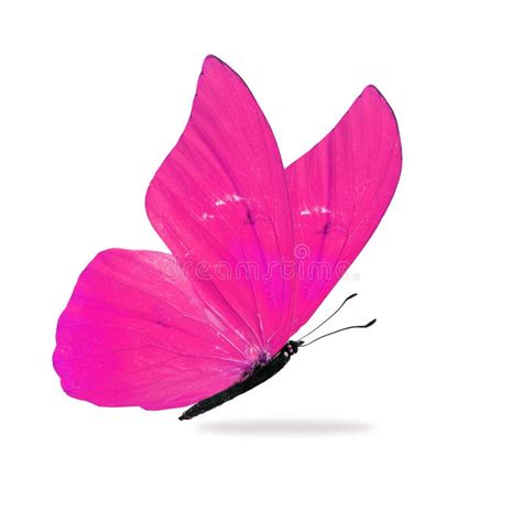 Beautiful Pink Butterfly Stock Photo Image Of Flight 98722684