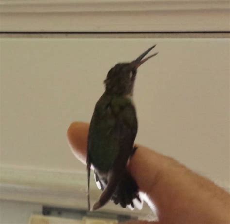 Houseguest Hummingbird Catching A Ride Back Outside Charlotte Nc