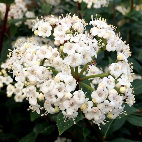 Buy Laurustinus Viburnum Tinus French White Delivery By Waitrose Garden