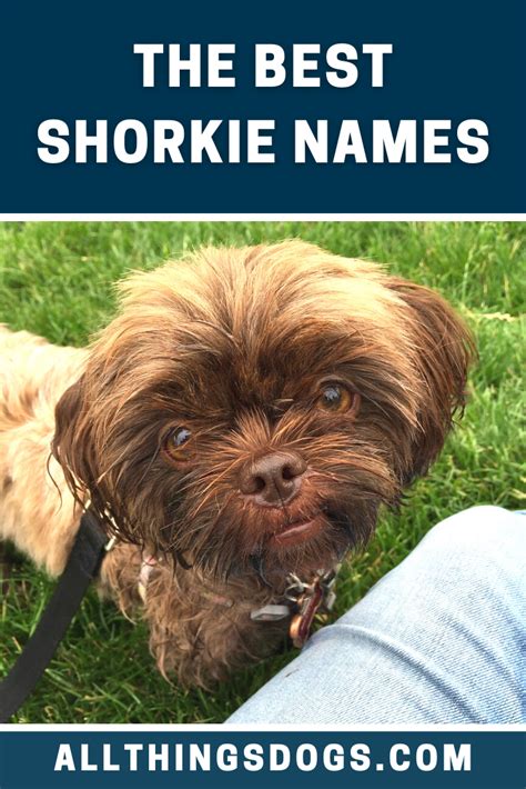 Shorkie A Complete Guide To The Shih Tzu Yorkie Mix Artofit