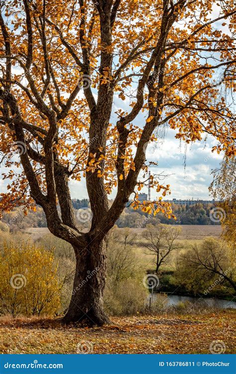 Beautiful Autumn Oak Tree On The Hill Yellowing Foliage Stock Image