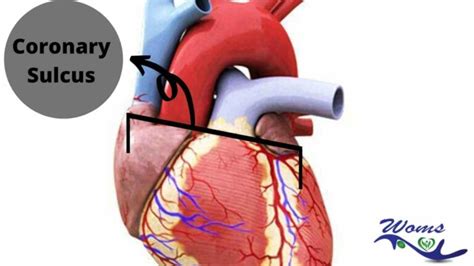 Details About Anatomy Of The Heart And Its Structuret Ultimate Guide