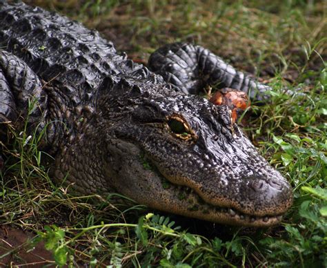 American Alligator Alligator Mississippiensis Jacksonville Flickr