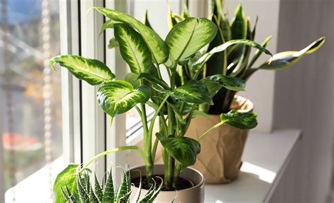 Indoor Plants That Are Easy To Maintain The Home Depot