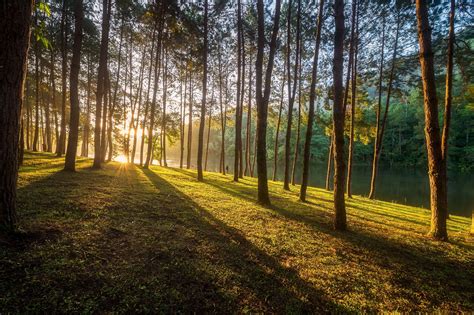 Illumination The Warm Light From The Sunrise At Beautiful Pine Forest