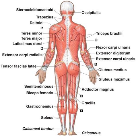 This is a table of skeletal muscles of the human anatomy. Muscular System - Roseanna Q.'s Accomplishments