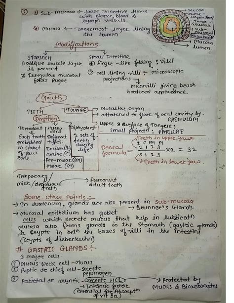 Solution Digestion And Absorption Handwritten Notes Studypool