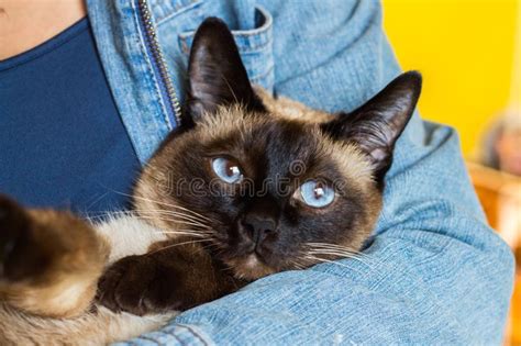Girl With Siamese Cat Stock Photo Image Of Cute Face 22599870
